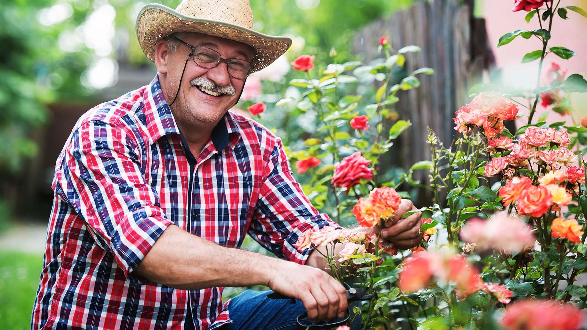 Senior man gardening
