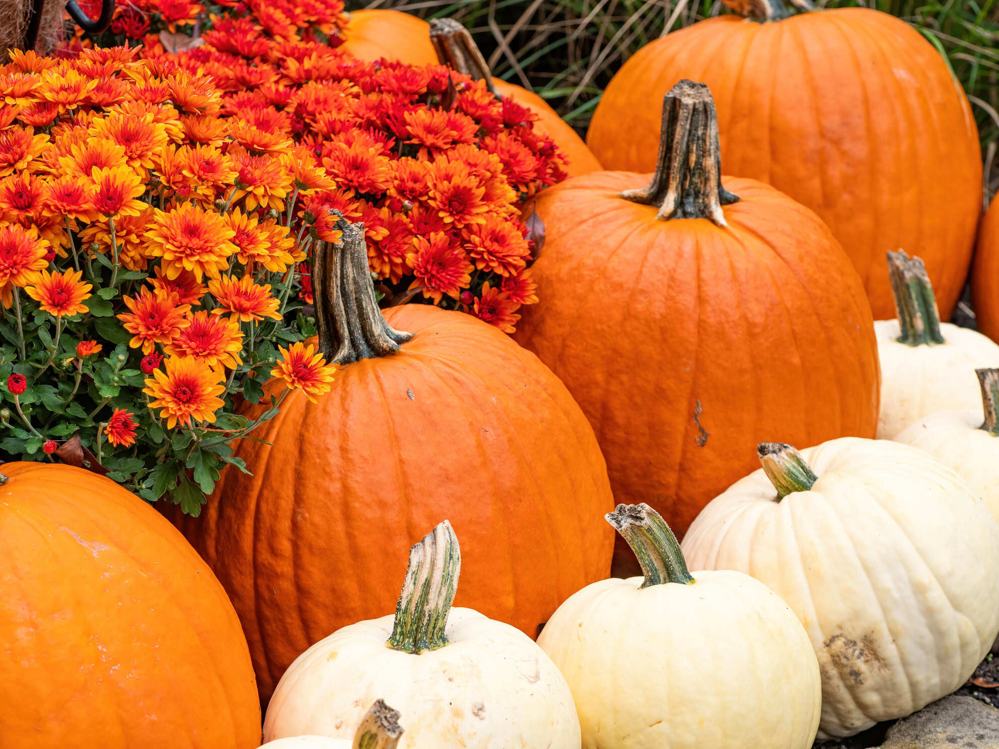 Rows of pumpkins