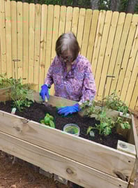 A senior woman tends to plants in a raised garden bed.