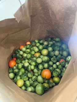 Fresh picked green tomatoes in a paper bag.