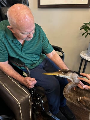A senior living memory care resident sits in a wheelchair and strokes the feathers of a taxidermied crane.