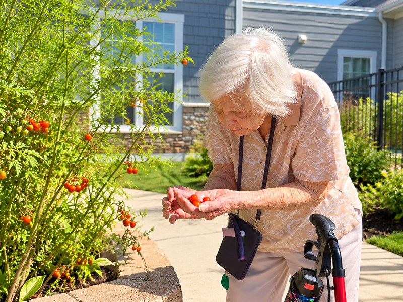 Senior living resident picking fresh cherry tomatoes in a landscaped courtyard garden.