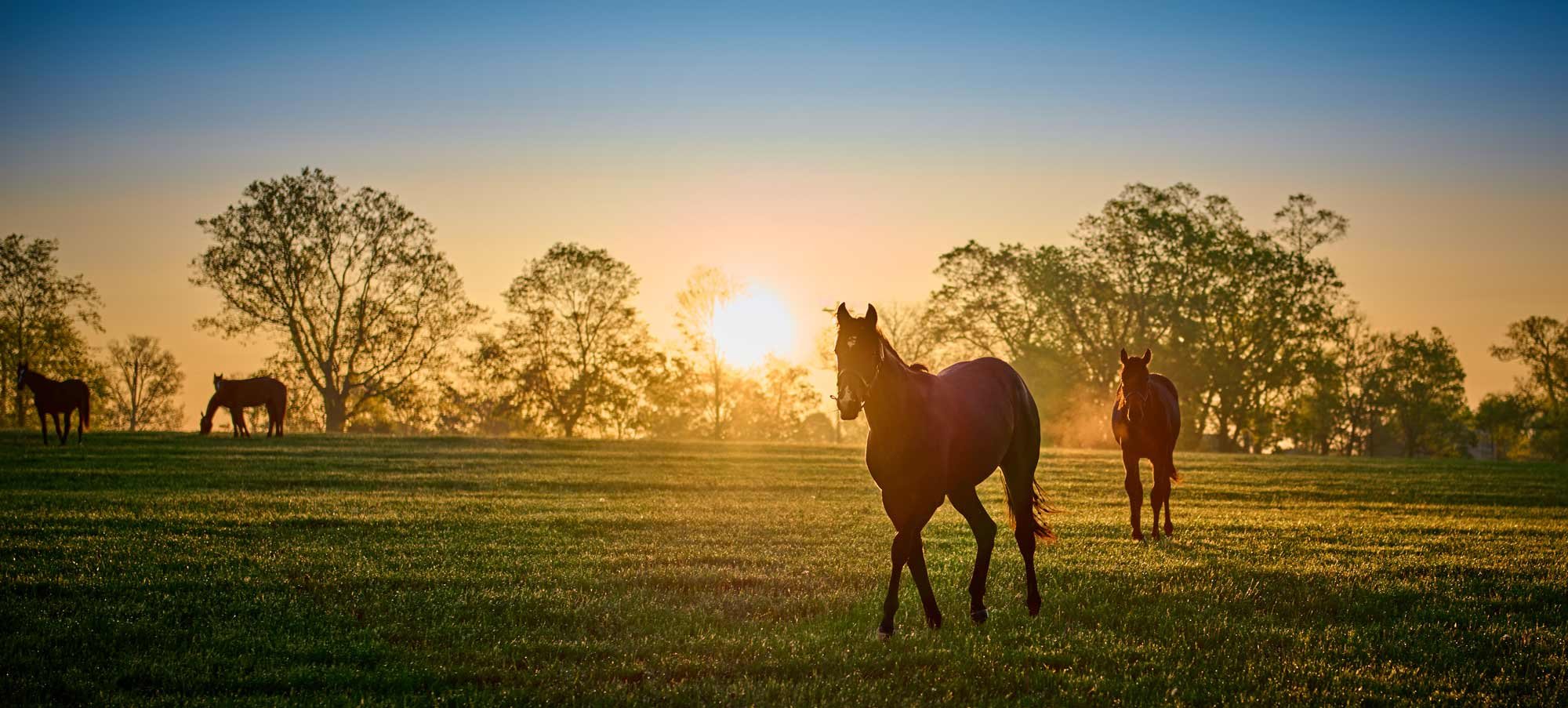 horses in a field during sunset