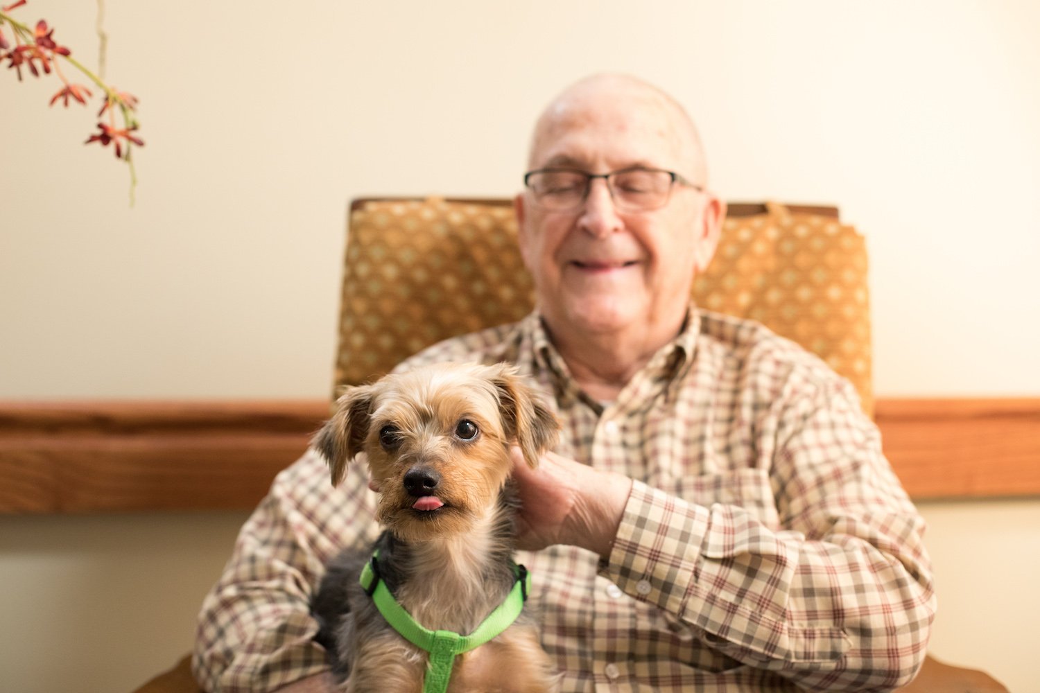 Senior man petting a dog