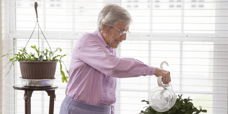 A senior resident watering their plants in their apartment